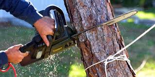 Best Lawn Irrigation Installation and Maintenance  in Torrance, CA