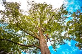 Best Tree Maintenance Programs  in Torrance, CA