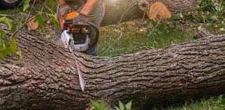 Best Mulching Services  in Torrance, CA