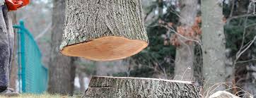 How Our Tree Care Process Works  in  Torrance, CA