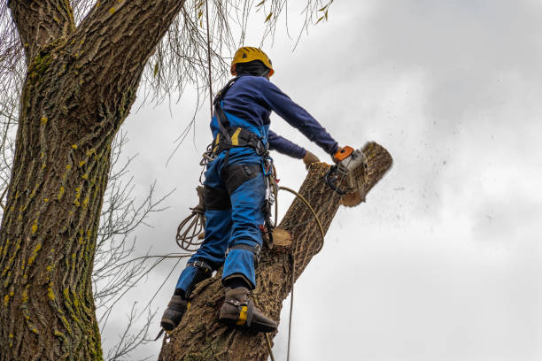 Best Tree Preservation Services  in Torrance, CA