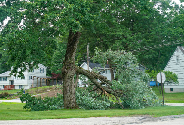 Best Tree and Shrub Care  in Torrance, CA