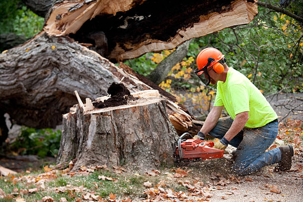Best Firewood Processing and Delivery  in Torrance, CA