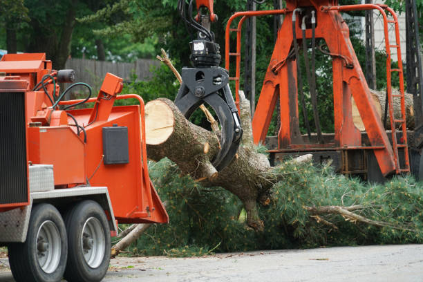 Best Tree Removal  in Torrance, CA