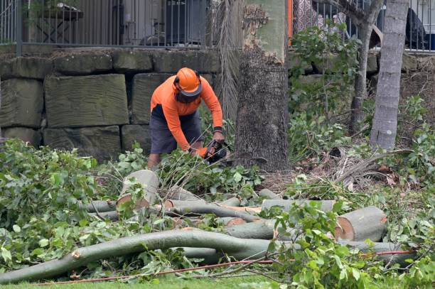 Best Commercial Tree Services  in Torrance, CA