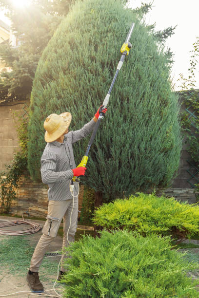 Best Tree Mulching  in Torrance, CA