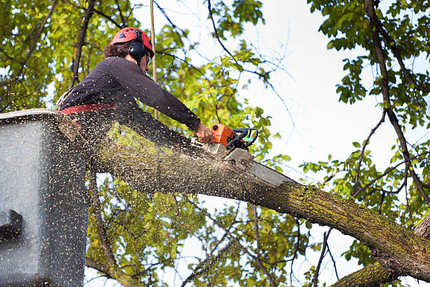 Best Hazardous Tree Removal  in Torrance, CA